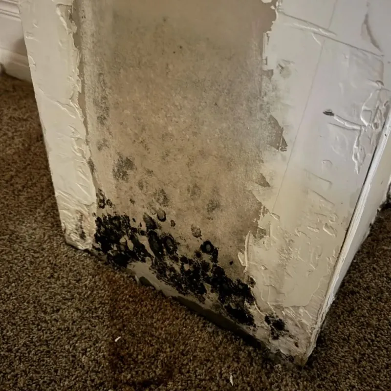 Professional Mold Removal in Mount Ivy, NY